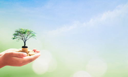 Small tree in person's hands