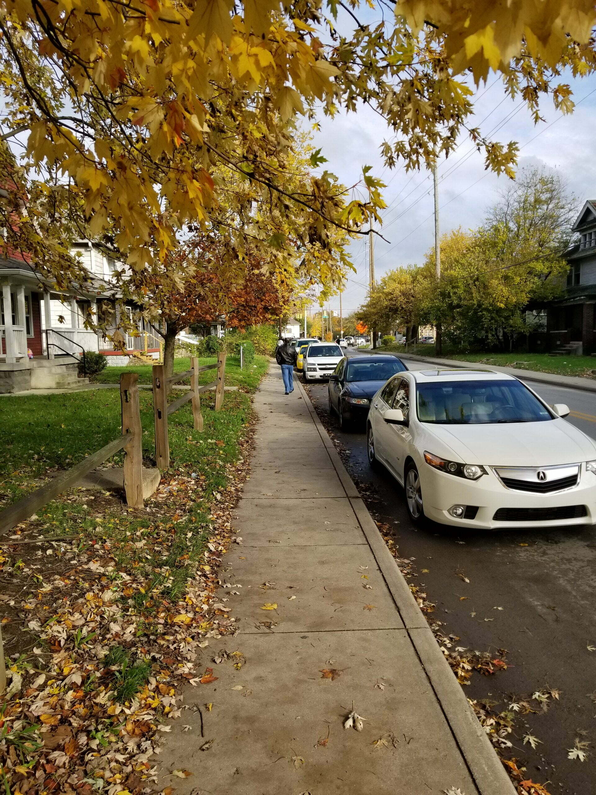 Cars parked on tree-lined street